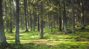 Лес — не место для мусора